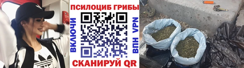 мега зеркало  Берёзовка  Галлюциногенные грибы Psilocybe 